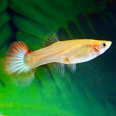 Poecilia ret.   Guppy vrouw mix L